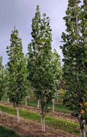 Attēlu rezultāti vaicājumam “Liriodendron tulipifera”