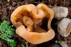 Attēlu rezultāti vaicājumam “Peziza vesiculosa”