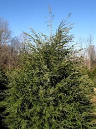 Attēlu rezultāti vaicājumam “Tsuga canadensis”