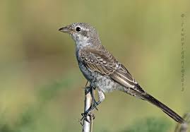 Image result for Lanius nubicus