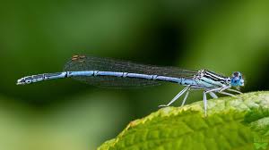 Attēlu rezultāti vaicājumam “Platycnemis pennipes”