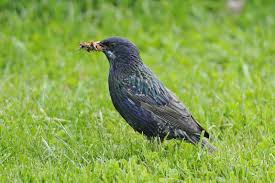 Attēlu rezultāti vaicājumam “Sturnus vulgaris”