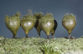 Attēlu rezultāti vaicājumam “Hemitrichia decipiens stalked”