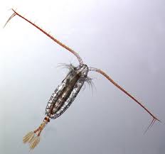 Attēlu rezultāti vaicājumam “Copepoda”
