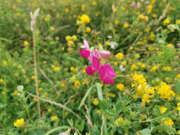 Attēlu rezultāti vaicājumam “Lathyrus tuberosus bud”