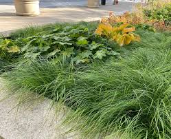 Attēlu rezultāti vaicājumam “Carex montana”