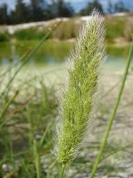 Attēlu rezultāti vaicājumam “Polypogon tentacularius”