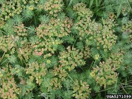 Attēlu rezultāti vaicājumam “Euphorbia cyparissias”