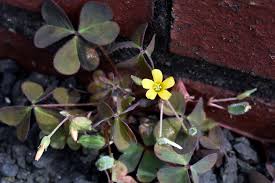 Attēlu rezultāti vaicājumam “Oxalis corniculata”