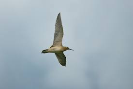 Image result for Numenius minutus