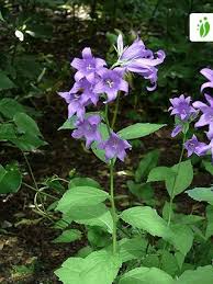 Attēlu rezultāti vaicājumam “Campanula latifolia leaf”