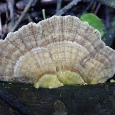 Attēlu rezultāti vaicājumam “Trametes hirsuta”
