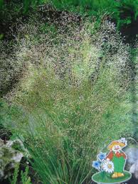 Attēlu rezultāti vaicājumam “Agrostis stolonifera”