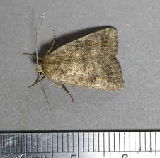 Attēlu rezultāti vaicājumam “Caradrina morpheus”