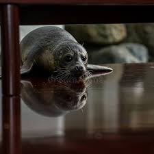 Image result for Phoca vitulina