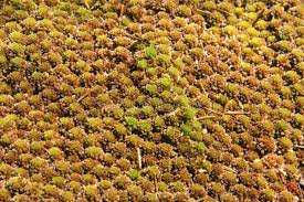 Attēlu rezultāti vaicājumam “Sphagnum warnstorfii”