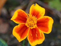 Attēlu rezultāti vaicājumam “Tagetes flower”