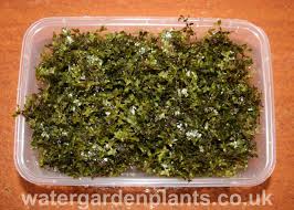 Attēlu rezultāti vaicājumam “Lemna trisulca”