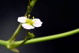 Attēlu rezultāti vaicājumam “Alisma lanceolatum”