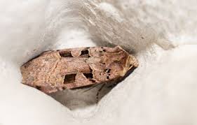 Attēlu rezultāti vaicājumam “Agonopterix hypericella”