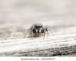 Attēlu rezultāti vaicājumam “Heliophanus sp.”