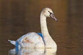 Attēlu rezultāti vaicājumam “Cygnus olor juvenile”