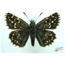 Attēlu rezultāti vaicājumam “Carterocephalus palaemon underside”