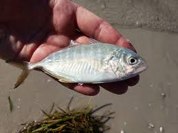 Image result for Caranx crysos