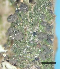 Attēlu rezultāti vaicājumam “Micarea sp.”