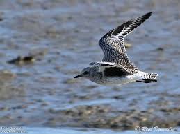 Attēlu rezultāti vaicājumam “Pluvialis squatarola adult”