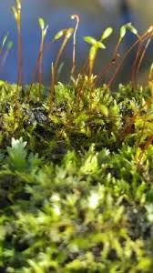 Attēlu rezultāti vaicājumam “Ceratodon purpureus”