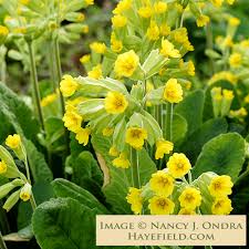 Attēlu rezultāti vaicājumam “Primula veris leaf”