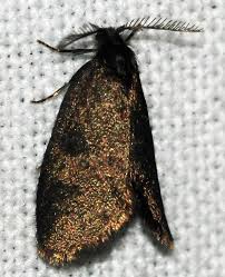 Attēlu rezultāti vaicājumam “Proutia betulina”