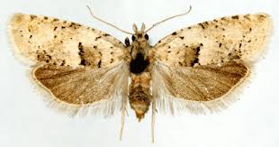 Attēlu rezultāti vaicājumam “Epinotia bilunana”