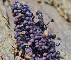 Attēlu rezultāti vaicājumam “Cribraria atrofusca stalked”