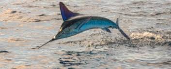 Image result for Kajikia albida