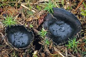 Attēlu rezultāti vaicājumam “Pseudoplectania nigrella”