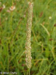 Attēlu rezultāti vaicājumam “Phleum pratense”