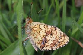 Attēlu rezultāti vaicājumam “Brenthis ino underside”