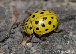 Attēlu rezultāti vaicājumam “Psyllobora vigintiduopunctata”