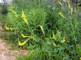 Attēlu rezultāti vaicājumam “Melilotus”