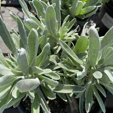 Image result for Helichrysum lindleyii