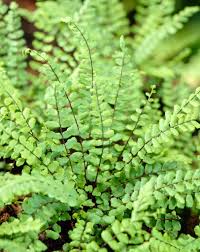 Attēlu rezultāti vaicājumam “Asplenium trichomanes”