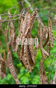 Attēlu rezultāti vaicājumam “Robinia pseudoacacia fruit”