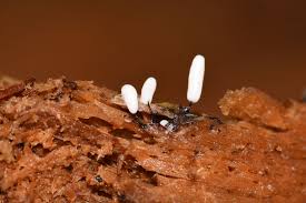 Attēlu rezultāti vaicājumam “Craterium leucocephalum spores”