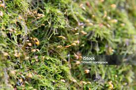 Attēlu rezultāti vaicājumam “Hypnum cupressiforme sporophyte”