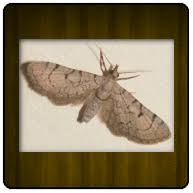 Attēlu rezultāti vaicājumam “Eupithecia venosata”