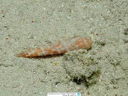 Attēlu rezultāti vaicājumam “Myurella julacea”