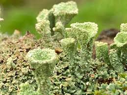 Attēlu rezultāti vaicājumam “Cladonia”