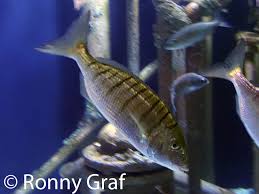 Image result for Lithognathus mormyrus